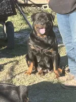 Orange female , a female Rottweiler for sale in Colmesneil, TX – Photo 3 of 8