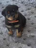 Orange female , a female Rottweiler for sale in Colmesneil, TX – Photo 1 of 8