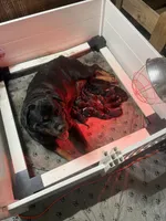 Orange female , a female Rottweiler for sale in Colmesneil, TX – Photo 6 of 8