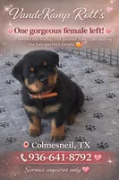 Orange female , a female Rottweiler for sale in Colmesneil, TX – Photo 4 of 8