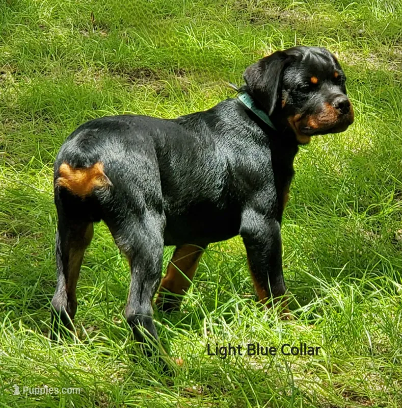 Grizz – Rottweiler puppy for sale in Colmesneil, TX