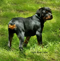 Grizz, a male Rottweiler for sale in Colmesneil, TX – 1 of 2