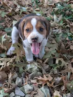 Ruby, a female Beagle for sale in Mansfield, MO – 3 of 3