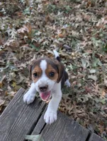 Ruby, a female Beagle for sale in Mansfield, MO – 1 of 3