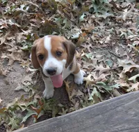 Rosie, a female Beagle for sale in Mansfield, MO – 3 of 3