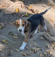 Rosie, a female Beagle for sale in Mansfield, MO – 2 of 3