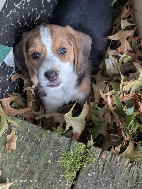 Rosie – Beagle puppy for sale in Mansfield, MO