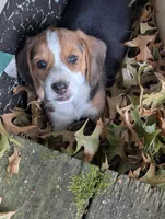 Rosie, a female Beagle for sale in Mansfield, MO – 1 of 3