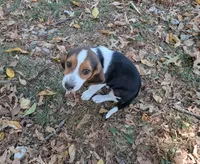 Ruby, a female Beagle for sale in Mansfield, MO – 2 of 3