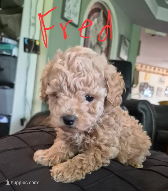 Fred – Poodle - Miniature  puppy for sale in Arab, AL