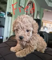 Fred, a male Poodle - Miniature  for sale in Arab, AL – 1 of 1