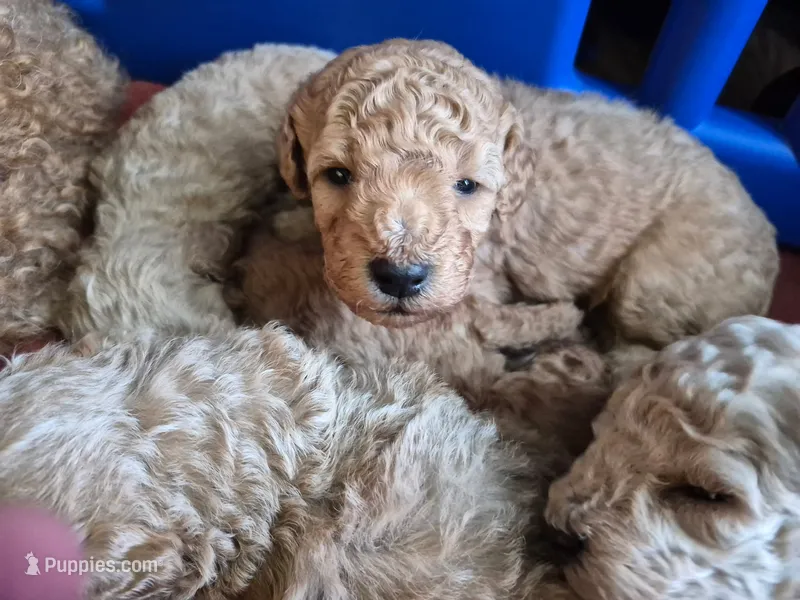 Girl 1 – Poodle - Miniature  puppy for sale in Arab, AL