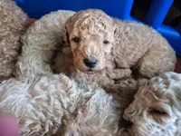 Girl 1, a female Poodle - Miniature  for sale in Arab, AL – 1 of 1