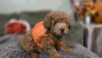 Pumpkin, a male Poodle - Miniature  for sale in Arab, AL – 1 of 5