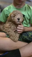 Pumpkin, a male Poodle - Miniature  for sale in Arab, AL – 3 of 5