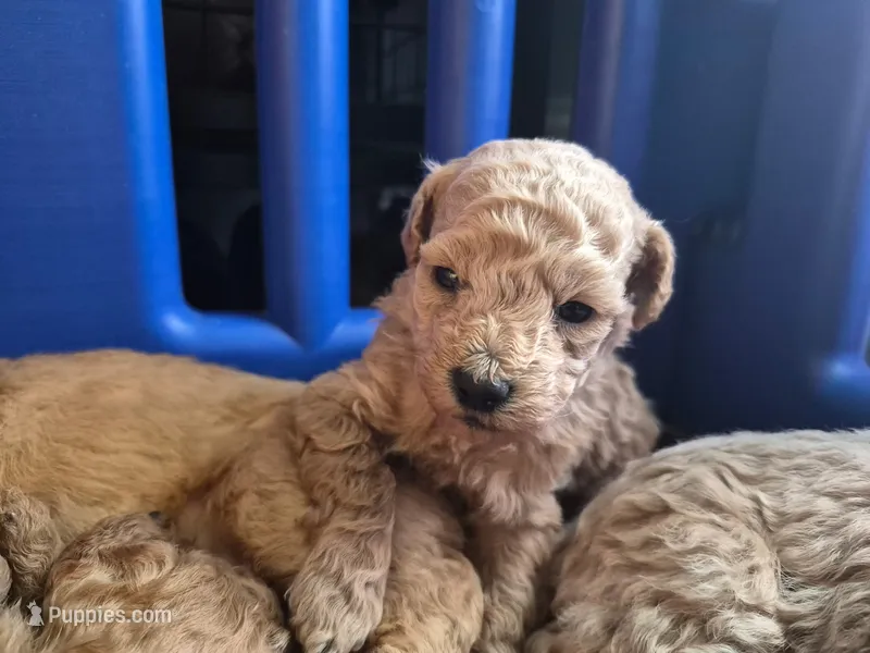 Mini – Poodle - Miniature  puppy for sale in Arab, AL
