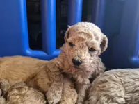 Mini, a male Poodle - Miniature  for sale in Arab, AL – 1 of 1