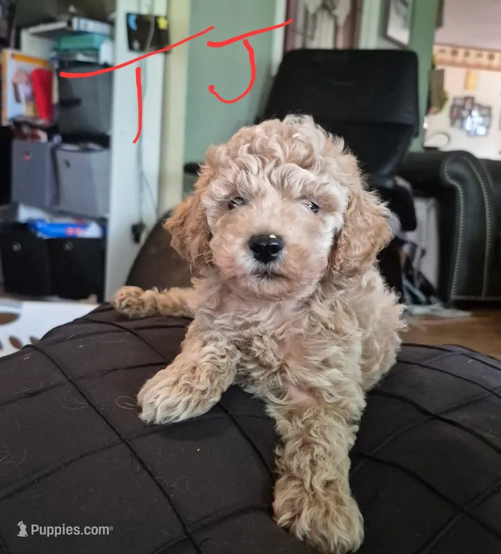 TJ – Poodle - Miniature  puppy for sale in Arab, AL