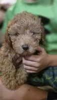 Pumpkin, a male Poodle - Miniature  for sale in Arab, AL – 2 of 5