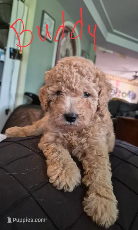 Bubby  – Poodle - Miniature  puppy for sale in Arab, AL