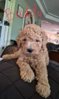 Bubby , a male Poodle - Miniature  for sale in Arab, AL – 1 of 1