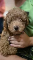 Pumpkin, a male Poodle - Miniature  for sale in Arab, AL – 5 of 5