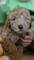 Pumpkin, a male Poodle - Miniature  for sale in Arab, AL – 4 of 5