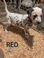 Red, a male Dalmatian for sale in Fremont, OH – 1 of 1