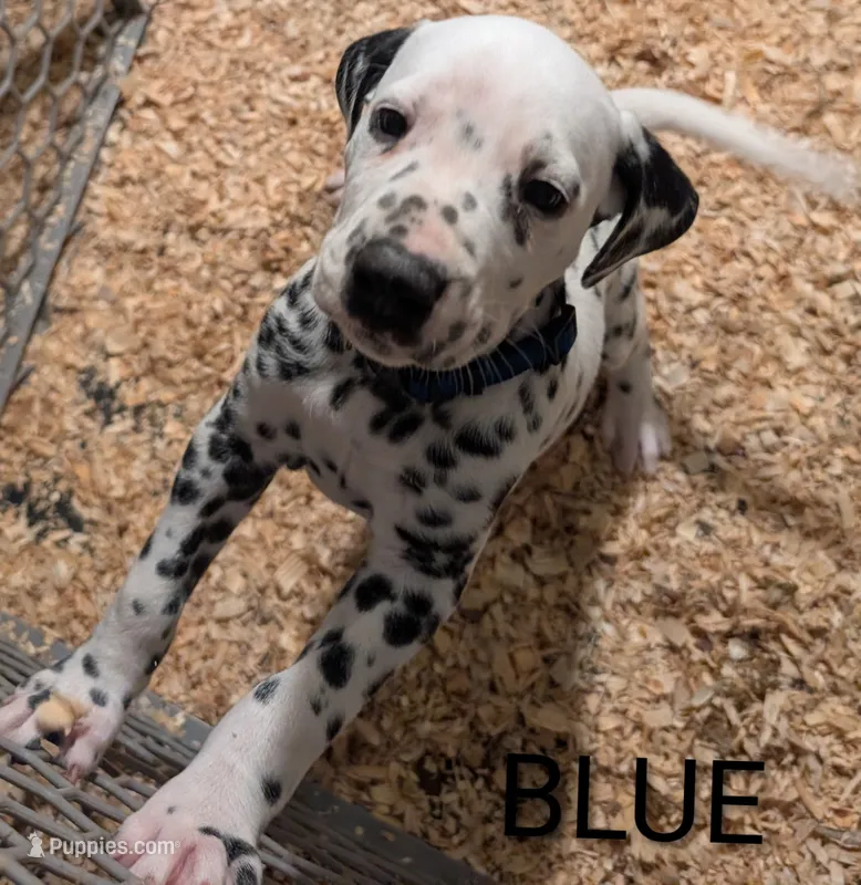 Blue – Dalmatian puppy for sale in Fremont, OH