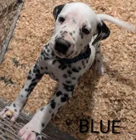 Blue, a male Dalmatian for sale in Fremont, OH – 1 of 1