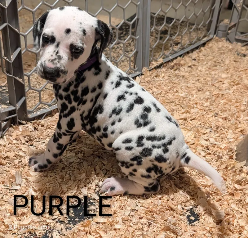 Purple – Dalmatian puppy for sale in Fremont, OH