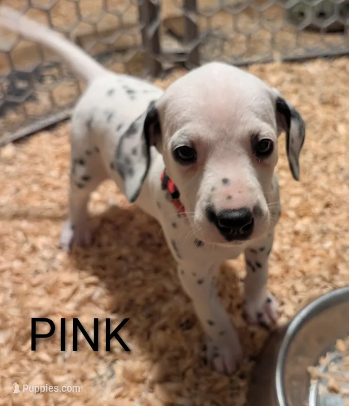 Pink – Dalmatian puppy for sale in Fremont, OH