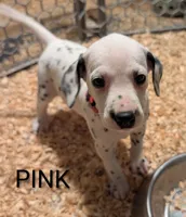 Pink, a female Dalmatian for sale in Fremont, OH – 1 of 1