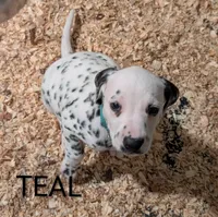 Teal, a male Dalmatian for sale in Fremont, OH – 1 of 1