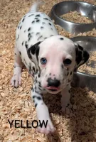 Yellow, a female Dalmatian for sale in Fremont, OH – 1 of 1