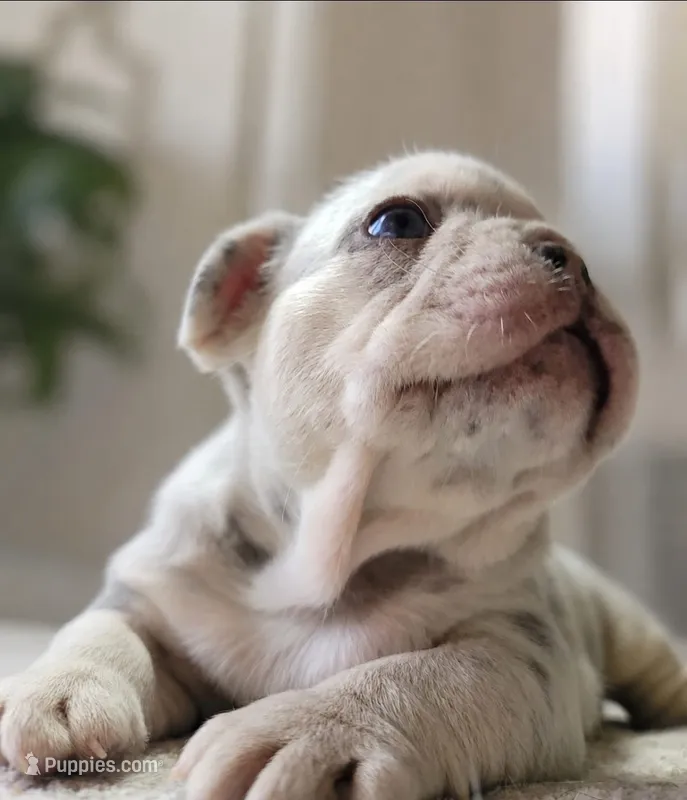 Winston  – French Bulldog puppy for sale in Bentonville, AR