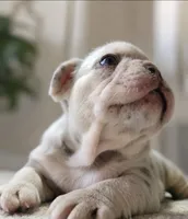 Winston , a male French Bulldog for sale in Bentonville, AR – 1 of 5