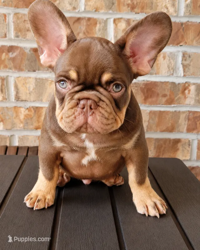 Cappuccino  – French Bulldog puppy for sale in Bentonville, AR