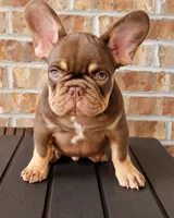 Cappuccino , a male French Bulldog for sale in Bentonville, AR – 1 of 8
