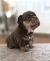 Rolex , a male French Bulldog for sale in Bentonville, AR – 3 of 4