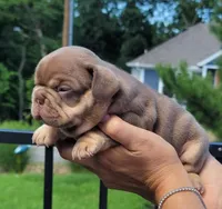 Rolex , a male French Bulldog for sale in Bentonville, AR – 2 of 4