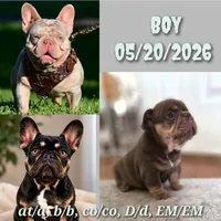 Rolex , a male French Bulldog for sale in Bentonville, AR – 4 of 4
