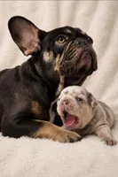 Winston , a male French Bulldog for sale in Bentonville, AR – 3 of 5