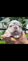 Winston , a male French Bulldog for sale in Bentonville, AR – 2 of 5