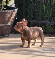 Cappuccino , a male French Bulldog for sale in Bentonville, AR – 8 of 8