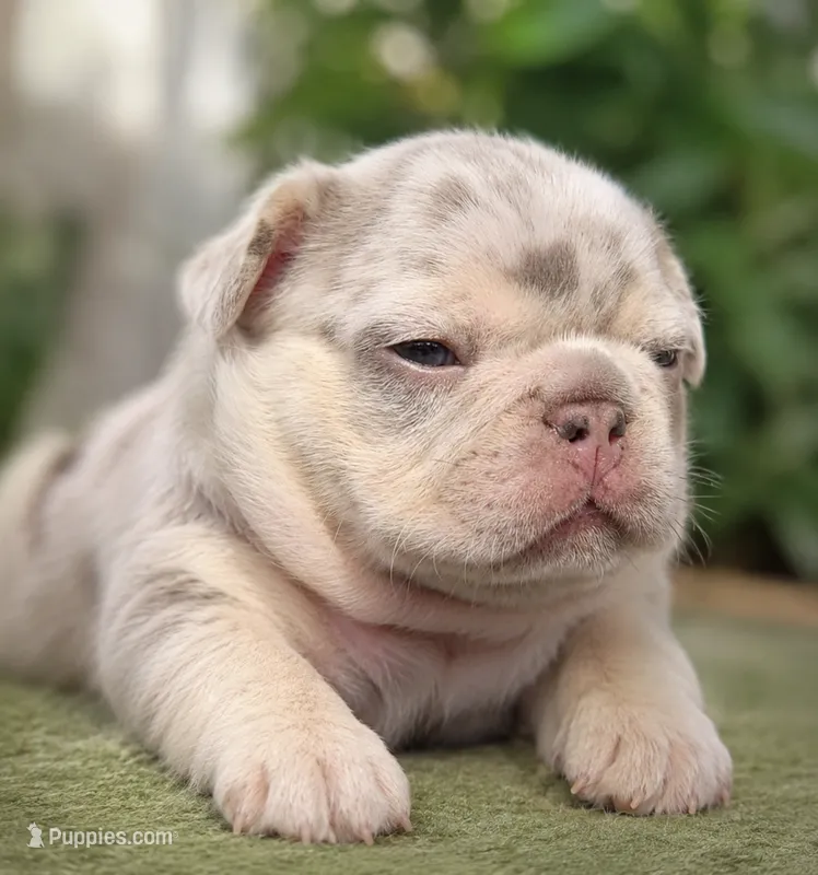 Ziggy – French Bulldog puppy for sale in Bentonville, AR