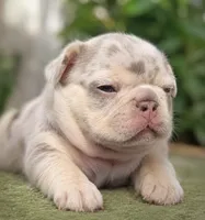 Winston , a male French Bulldog for sale in Bentonville, AR – 4 of 5