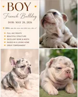 Ziggy, a male French Bulldog for sale in Bentonville, AR – 7 of 7