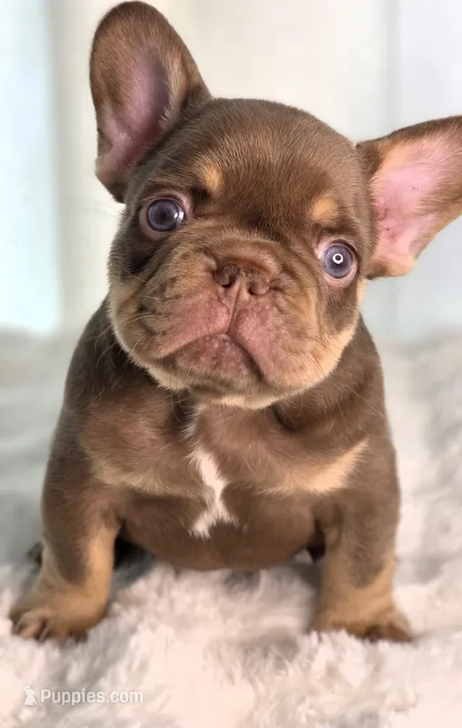 Cappuccino  – French Bulldog puppy for sale in Bentonville, AR