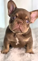 Cappuccino , a male French Bulldog for sale in Bentonville, AR – 4 of 8